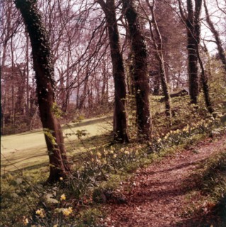 Woodland walk, Palace Hotel, Torquay, Devon, c1955.  Creator: Arthur Charles Kirby Ware.
