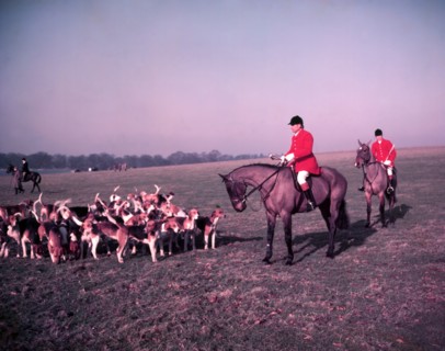 Hunt of Woburn Abbey, Bedfordshire, c1955.  Creator: Arthur Charles Kirby Ware.