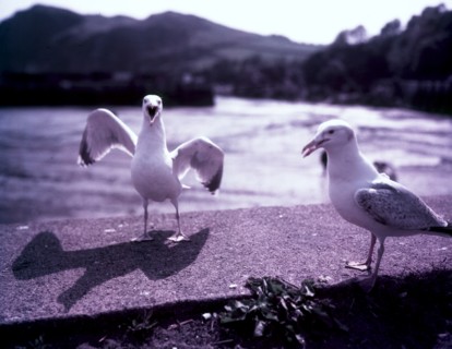 Seagulls, Ilfracombe, Devon, c1955. Creator: Arthur Charles Kirby Ware.