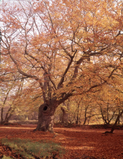 Autumn at Burnham Beeches, Buckinghamshire, c1955.  Creator: Arthur Charles Kirby Ware.