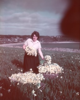 Daffodils, Isles of Scilly, c1955. Creator: Arthur Charles Kirby Ware.