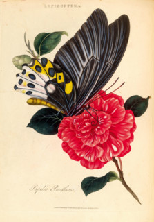 An Epitome of the Natural History of the Insects of India, 1800. Creator: Edward Donovan.