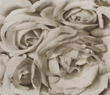 Roses, Mexico, 1924. Creator: Tina Modotti.