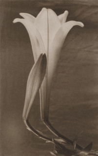 Easter Lily and Bud, c1925. Creator: Tina Modotti.