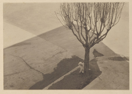 Tree with Dog, 1924. Creator: Tina Modotti.