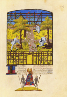 Fruit trees. From: Rustican du cultivement et labeur champestre by Pierre de... 15th century. Creator: Maître d'Yvon du Fou (active 15th century).