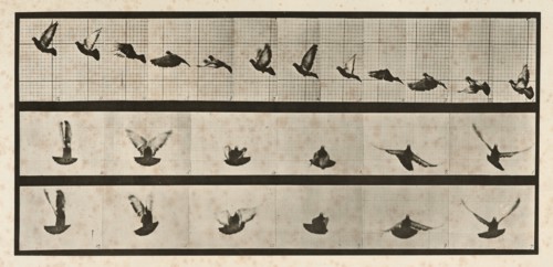 Pigeon; flying, 1872-1885. Creator: Eadweard J Muybridge.
