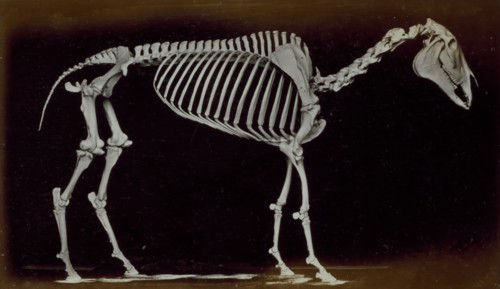 Skeleton of horse, standing, 1881. Creator: Eadweard J Muybridge.