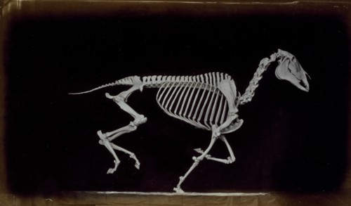 Skeleton of horse, running, leaving the ground, 1881. Creator: Eadweard J Muybridge.