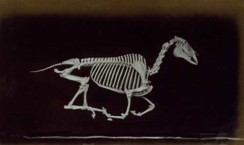 Skeleton of horse, off the ground whilst running, 1881. Creator: Eadweard J Muybridge.