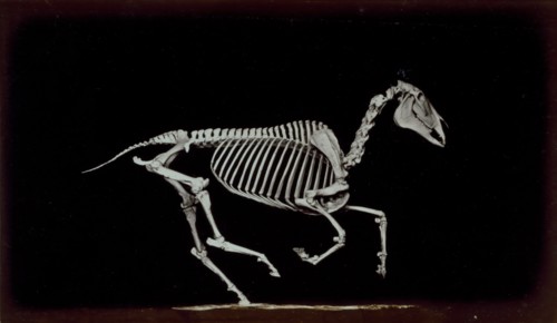 Skeleton of horse, contact with the ground whilst running, 1881. Creator: Eadweard J Muybridge.