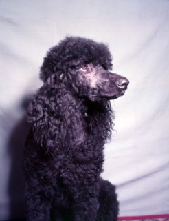 Poodle, c1955. Creator: Arthur Charles Kirby Ware.
