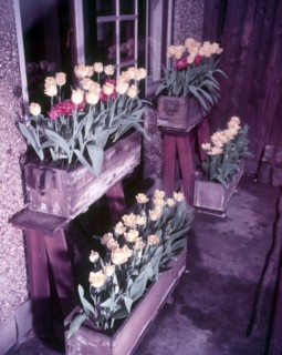 Tulips, c1955. Creator: Arthur Charles Kirby Ware.