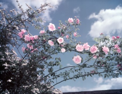 Climbing roses, c1955. Creator: Arthur Charles Kirby Ware.