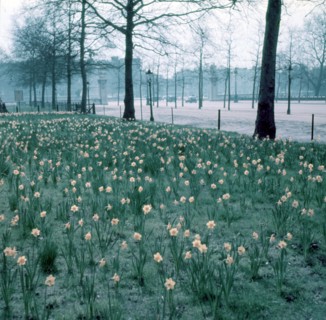 Daffodils on The Mall, London, c1955. Creator: Arthur Charles Kirby Ware.