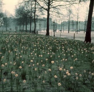 Daffodils on The Mall, London, c1955. Creator: Arthur Charles Kirby Ware.