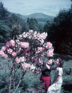Women with rhododendrons, Manesty Park, Derwentwater, Lake District, c1955. Creator: Arthur Charles Kirby Ware.