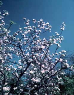 Apple blossom, c1955. Creator: Arthur Charles Kirby Ware.