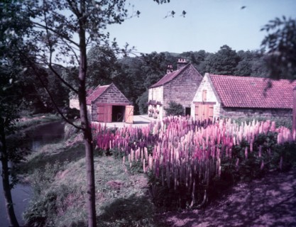 Lupins in the Mill House garden at Littlebeck, Yorkshire, c1955. Creator: Arthur Charles Kirby Ware.