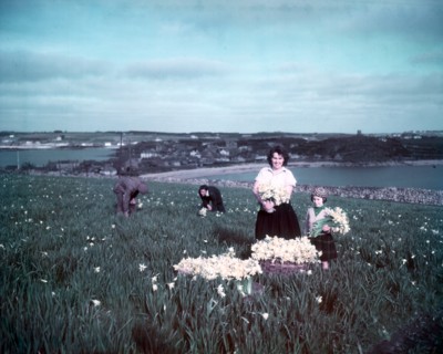 Daffodils, Scilly Isles, c1955. Creator: Arthur Charles Kirby Ware.
