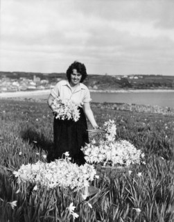 Picking daffodils, Hugh Town, Scilly Isles, c1955. Creator: Arthur Charles Kirby Ware.
