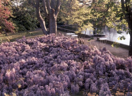 Wisteria, Portugal, c1955.   Creator: Arthur Charles Kirby Ware.