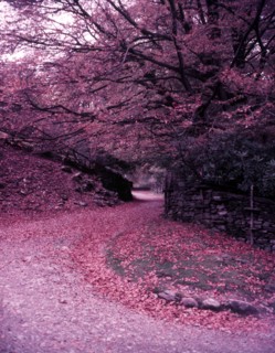 Beech trees near Red Bank, Lake District, c1955. Creator: Arthur Charles Kirby Ware.