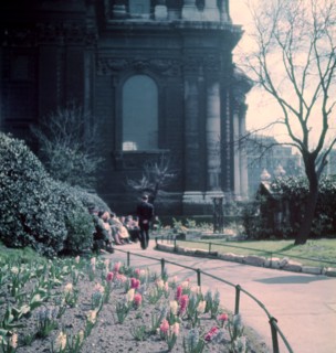 Hyacinths in St Paul's Churchyard, London, c1955. Creator: Arthur Charles Kirby Ware.