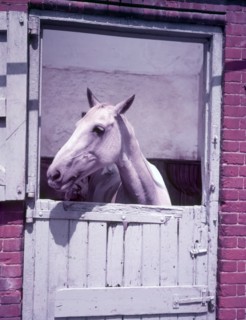 Horse, c1955. Creator: Arthur Charles Kirby Ware.