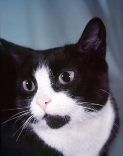 Black and white cat, c1955. Creator: Arthur Charles Kirby Ware.