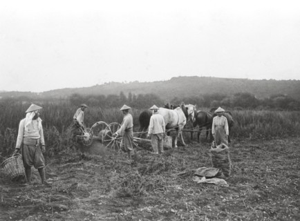 Tirailleurs Indochinois travaillant dans les champs français en 1916