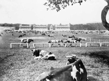 En septembre 1914 à Paris, l'hippodrome de Longchamp est transformé en pâturage improvisé pour