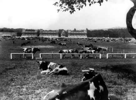 Approvisionnement à Paris - les vaches sur l'hippodrome de Longchamps reconverti en paturage.