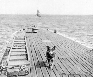 Le chien Tango, qui était la mascotte du Monge