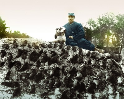 - L'extermination des rats sur le fronts - Le tableau de chasse grâce au chien - couleur lafon