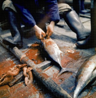 En août 1955, à bord du dernier thonier de Concarneau, un pêcheur arrache d'un doigt la veine