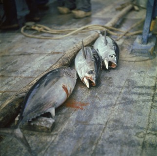 En août 1955, à bord du dernier thonier à voile de Concarneau, ces trois thons qui viennent d'être