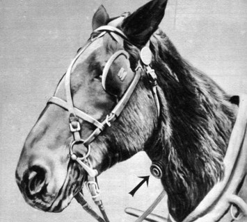 Appareil de respiration pour cheval