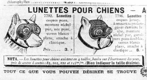 Lunettes pour chien