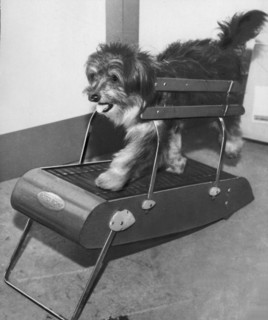 Le home-trainer pour chiens