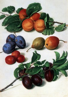 Fruit: Still life