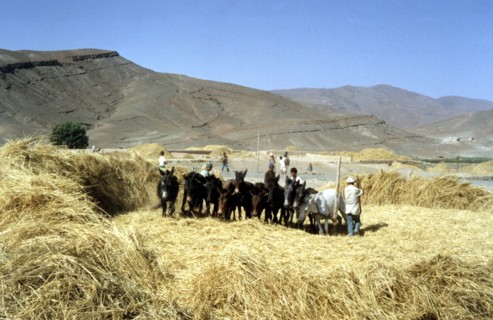 Threshing