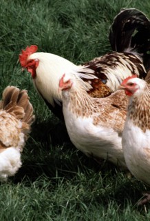 Poule Meusienne