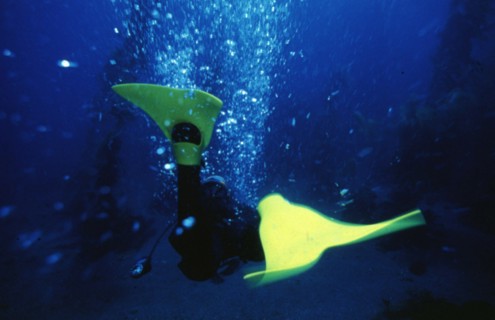 Palmes Force Fin