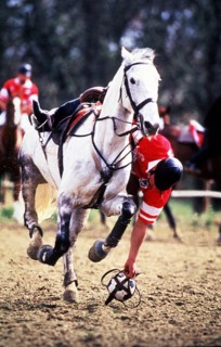 Horse-ball