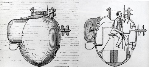 Tortue de Bushnell