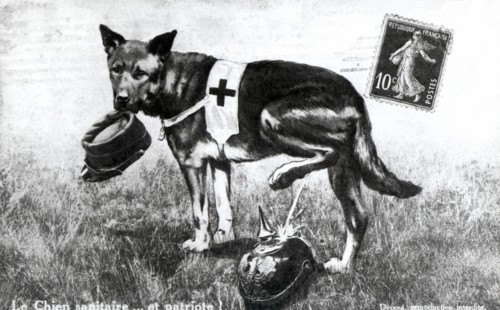 A Red Cross dog