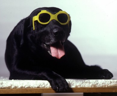 Lunettes de soleil pour chien