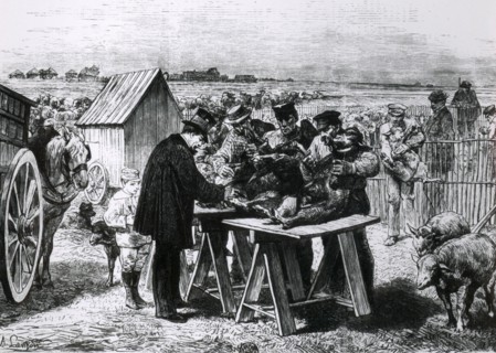 Sheep being vaccinated against Anthrax