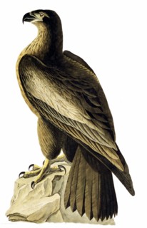 Orfraie ou grand aigle de mer par John James Audubon, naturaliste et peintre américain